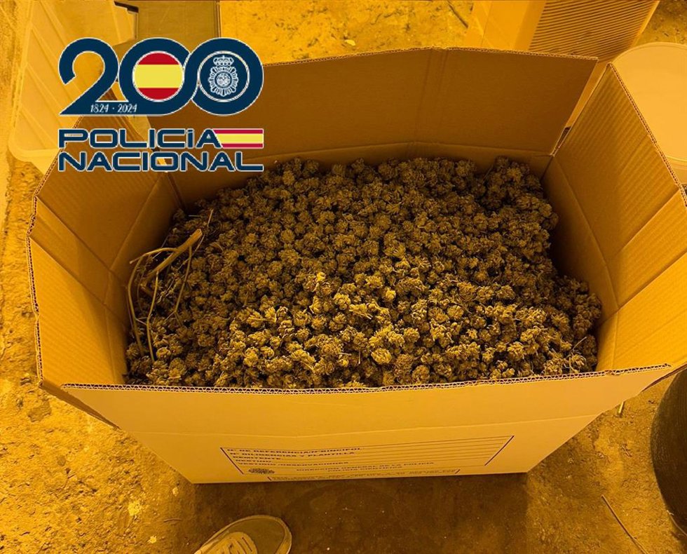 Cogollos de marihuana incautada en una plantación en La Línea de la Concepción (Cádiz).