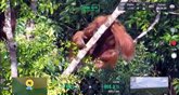 Foto: Portaltic.-Cómo las cámaras térmicas y la IA de los drones ayudan a actualizar el censo de los orangutanes en Borneo