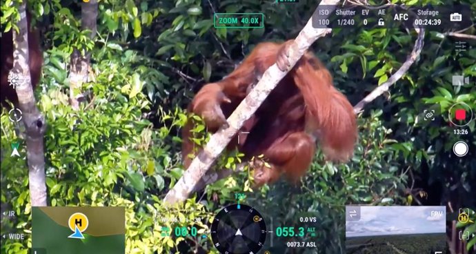 Fotografía de un orangután desde un dron DJI Matrice 30T.