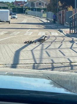 Fotografía de la familia de patos cruzando la carretera en Aldeamayor (Valladolid)