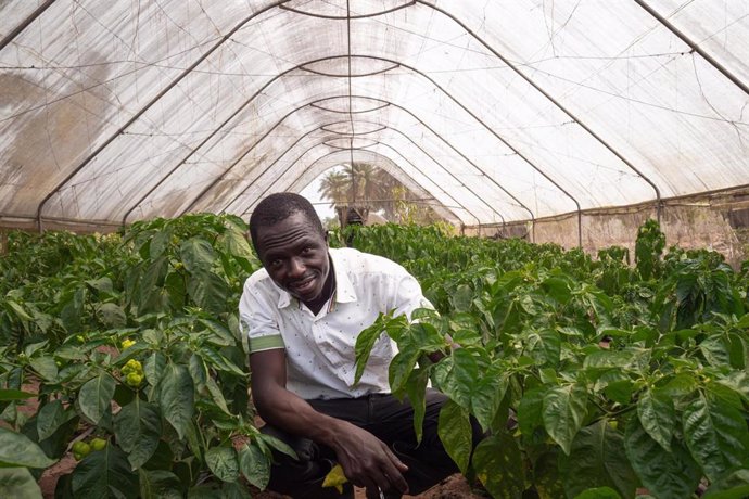 Un invernadero erigido como parte del proyecto de la FAO apoya la producción de frutas y hortalizas durante todo el año