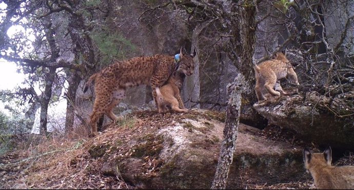 Archivo - Cachorros lince