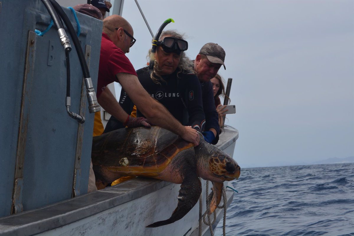 Liberan en aguas de Cartagena un enorme ejemplar de tortuga boba atrapado en la almadraba de La Azohía