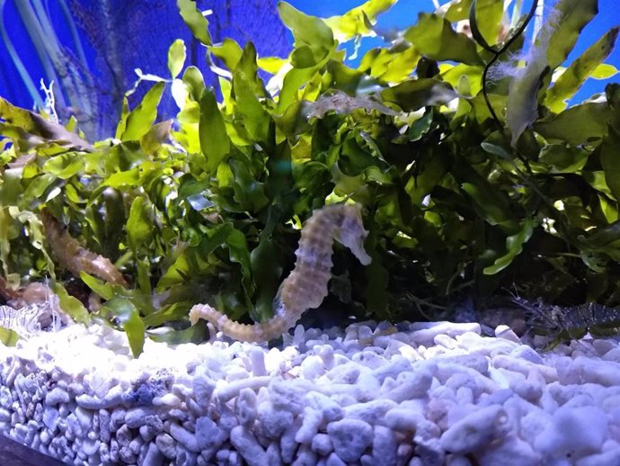 Caballito de mar en el Acuario de Gijón.