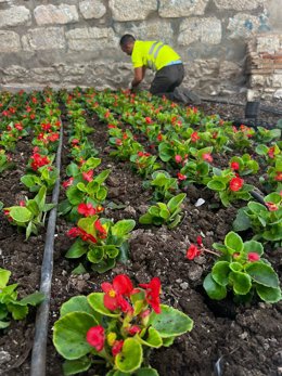 Plantación de flores en espacios públicos de Jaén capital.