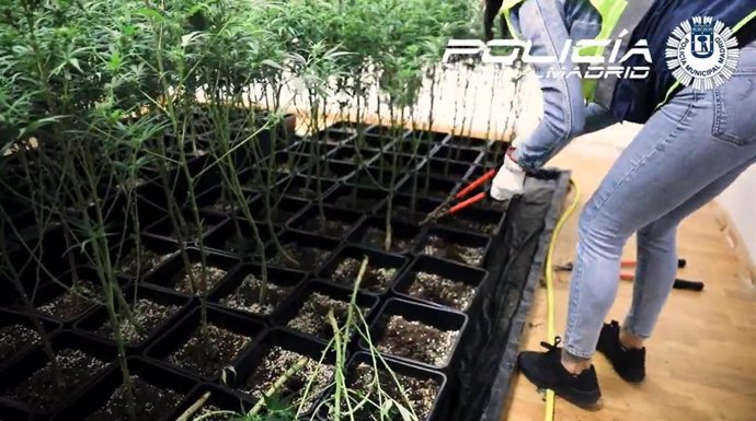 Plantación de marihuana localizada en Carabanchel.