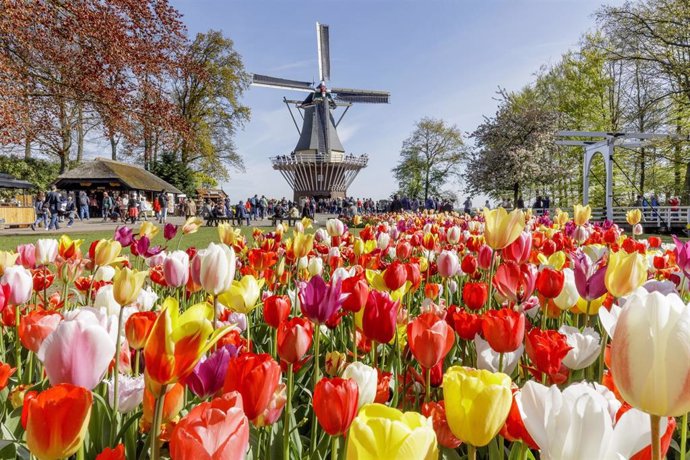 Archivo - Molino, tulipanes, Holanda, Países Bajos