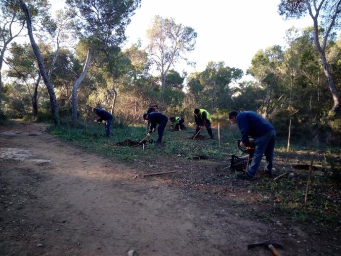 Archivo - Repoblación en el bosque de Bellver a cargo del servicio de Parques y Jardines de Palma