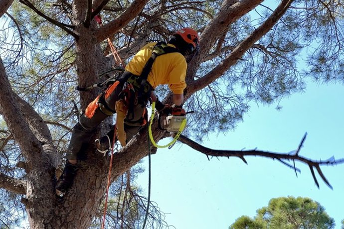 Trabajos de prevención para evitar incendios, como la poda de árboles.