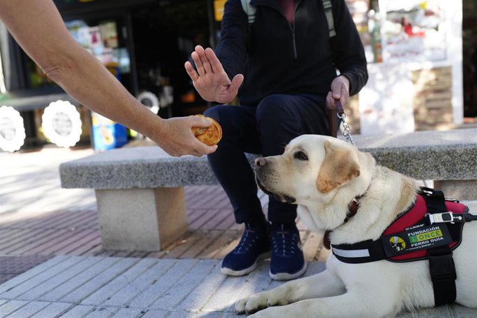 Zaragoza.- La ONCE pide no distraer con alimentos a los perros guía