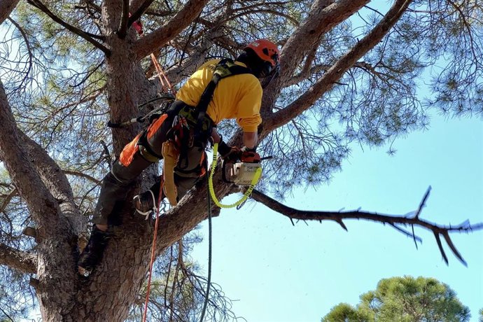 Trabajos de poda selectiva en la masa forestal que crece alrededor de las líneas eléctricas