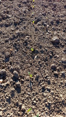 Imagen de remolacha en nacimiento en una finca de Valladolid