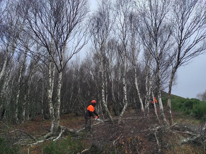 Labores de mantenimiento del hábitat del urogallo cantábrico, especie en peligro de extinción.