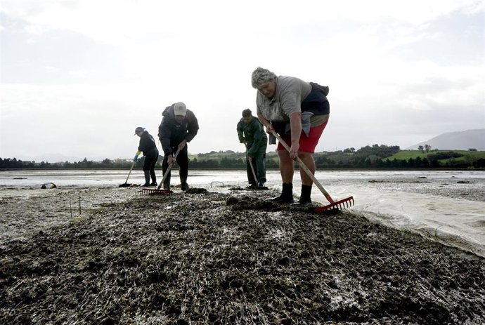 Archivo - Mariscadores