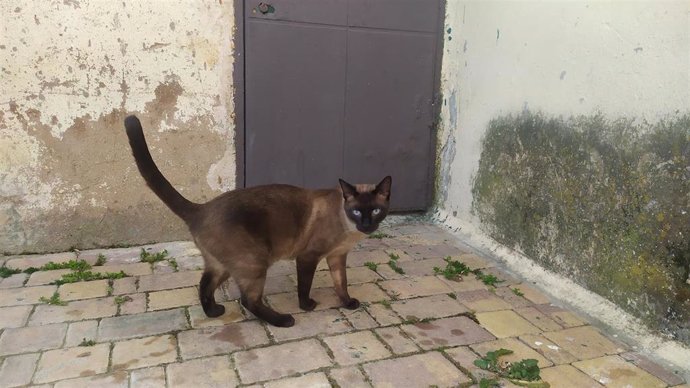 Archivo - Gato en Cuenca
