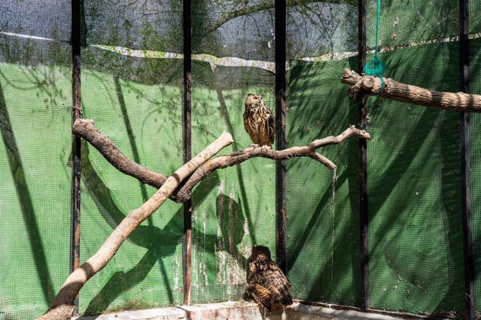 Archivo - Aves rapaces en el centro de recuperación de aves rapaces Brinzal