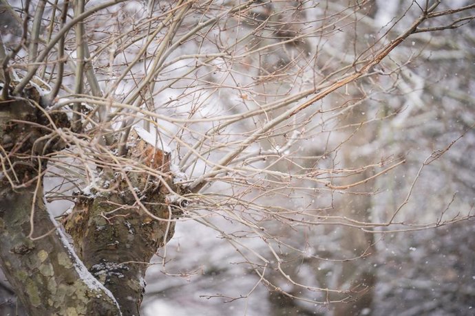 Archivo - Vegetación cubierta de nieve tras la intensa nevada caída en Vitoria