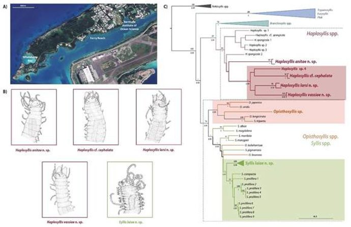Investigadores españoles identifican cinco nuevas especies de gusanos marinos en el archipiélago de Bermuda