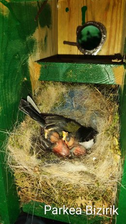 Caja nido con un carbonero con sus polluelos