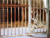 Foto: Trasladado a un centro de Villena un tigre alemán rescatado tras 15 años encerrado en un circo y una granja