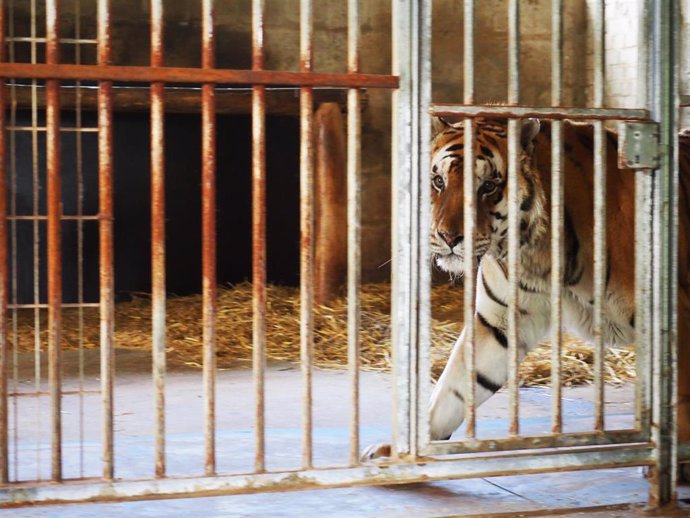 El centro de rescate AAP de Villena acoge a un tigre alemán tras 15 años encerrado en un circo y una granja