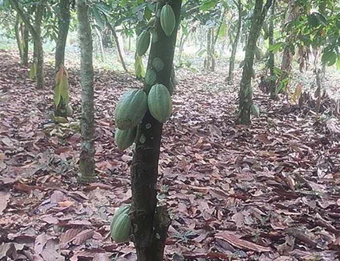 Árbol de cacao en buen estado