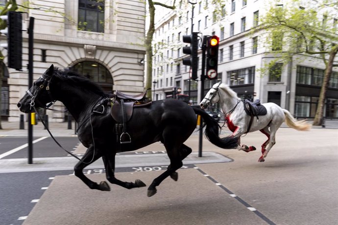 24 April 2024, United Kingdom, London: Two horses on the loose bolt through the streets of London near Aldwych. Photo: Jordan Pettitt/PA Wire/dpa