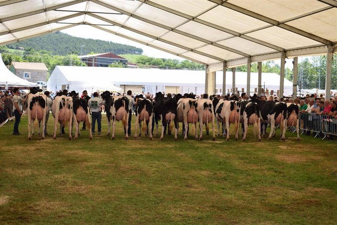 Archivo - Concurso ganado vacuno.