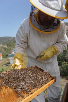 Archivo - Apicultor con sus abejas