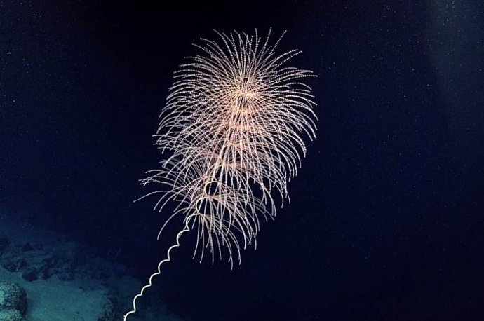 El espléndido coral de aguas profundas Iridogorgia sp. Octocorales de aguas profundas que se sabe que son bioluminiscentes