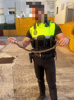 Agente de la Policía Local de Algeciras con una de las culebras halladas en la ciudad.