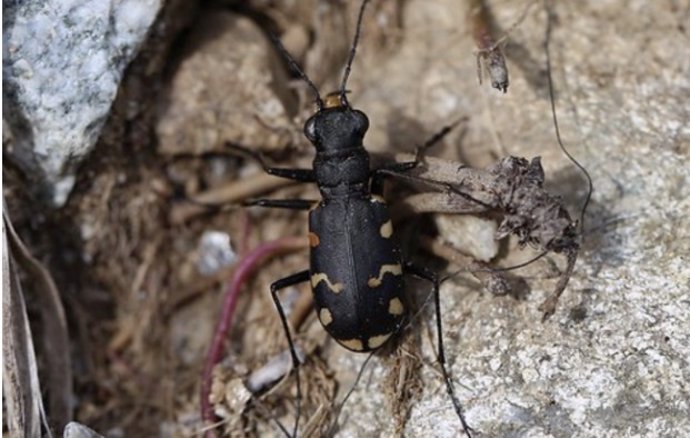 Escarabajo carábido de la familia Cicindelidae.