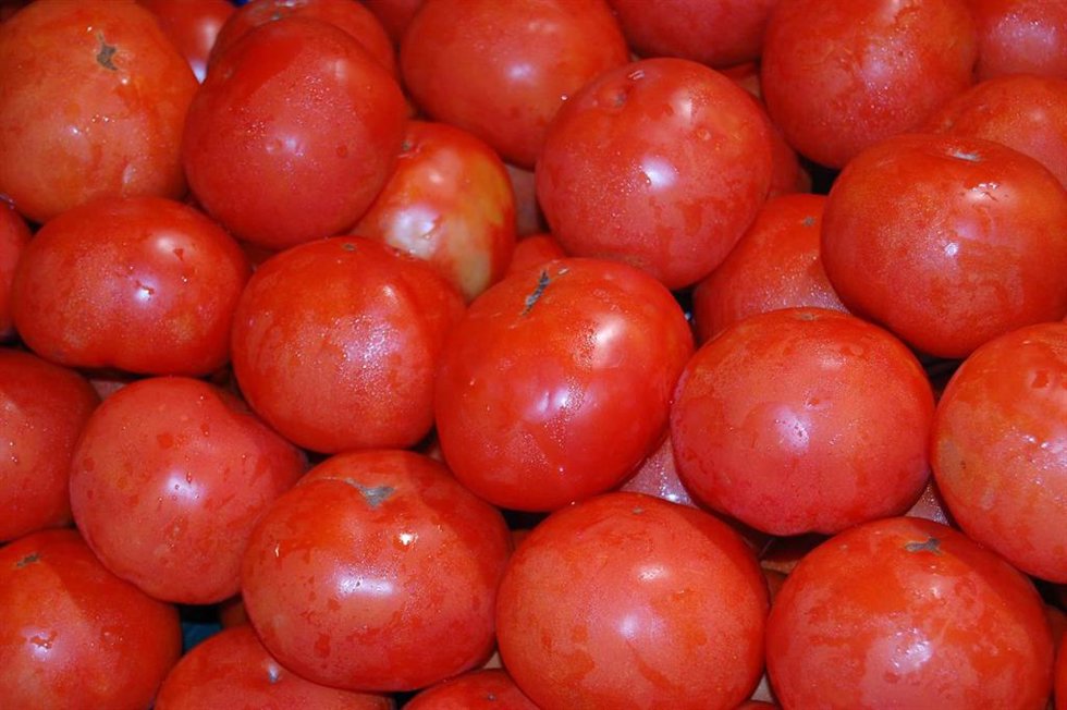 Archivo - Imagen de recurso de tomates.