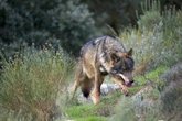 Foto: Agricultores y ganaderos presionarán para que la propuesta de relajar la protección al lobo no se atasque en el Congreso