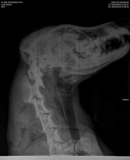 Radiografía del lobo.