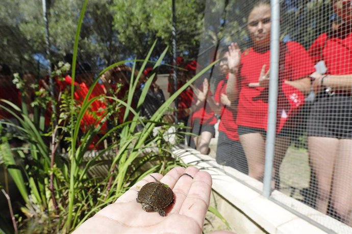 Imagen del galápago europeo (Emys orbicularis), una especie de tortuga en recuperación en la Estación Ambiental Madrevieja de Fundación Cepsa en San Roque (Cádiz).