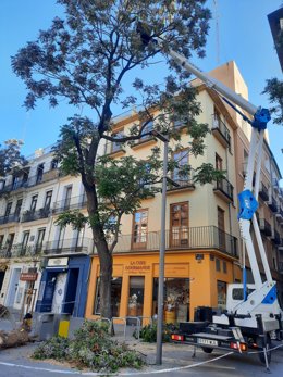 Parcs i Jardins derrocar un arbre de la plaa del Mercat de Valncia després de comprovar que el seu interior est buit