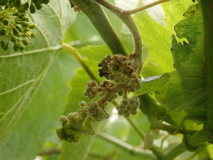 Archivo - Aviso fitosanitario en las viñas por el avance del mildio