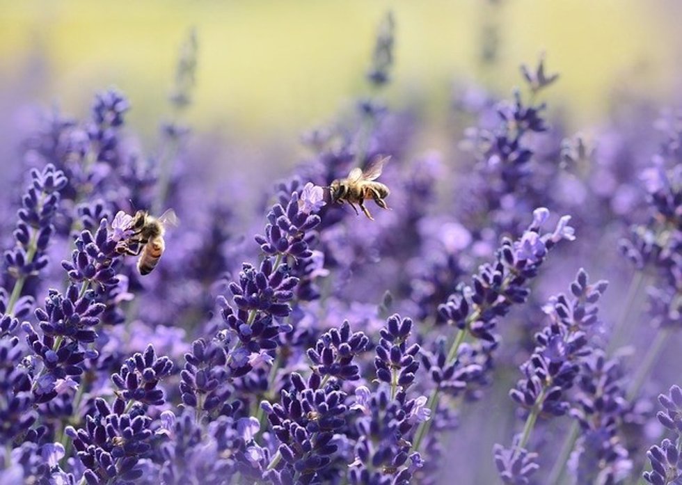 Archivo - Abejas en plena recolección de polén para la creación de miel