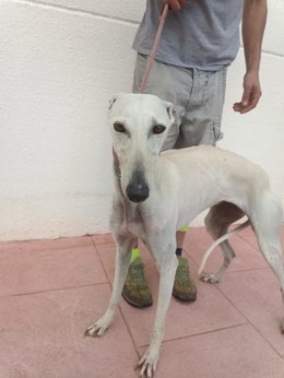 Uno de los ejemplares rescatados por Galgos del Sur.