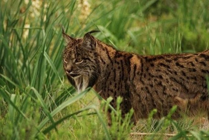 Archivo - Ejemplar de lince ibérico