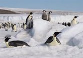 Foto: El deshielo diezma la reproducción del pingüino emperador