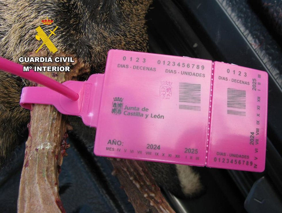 Archivo - Denunciado un cazador por precintar irregularmente un corzo abatido en la provincia de Burgos.