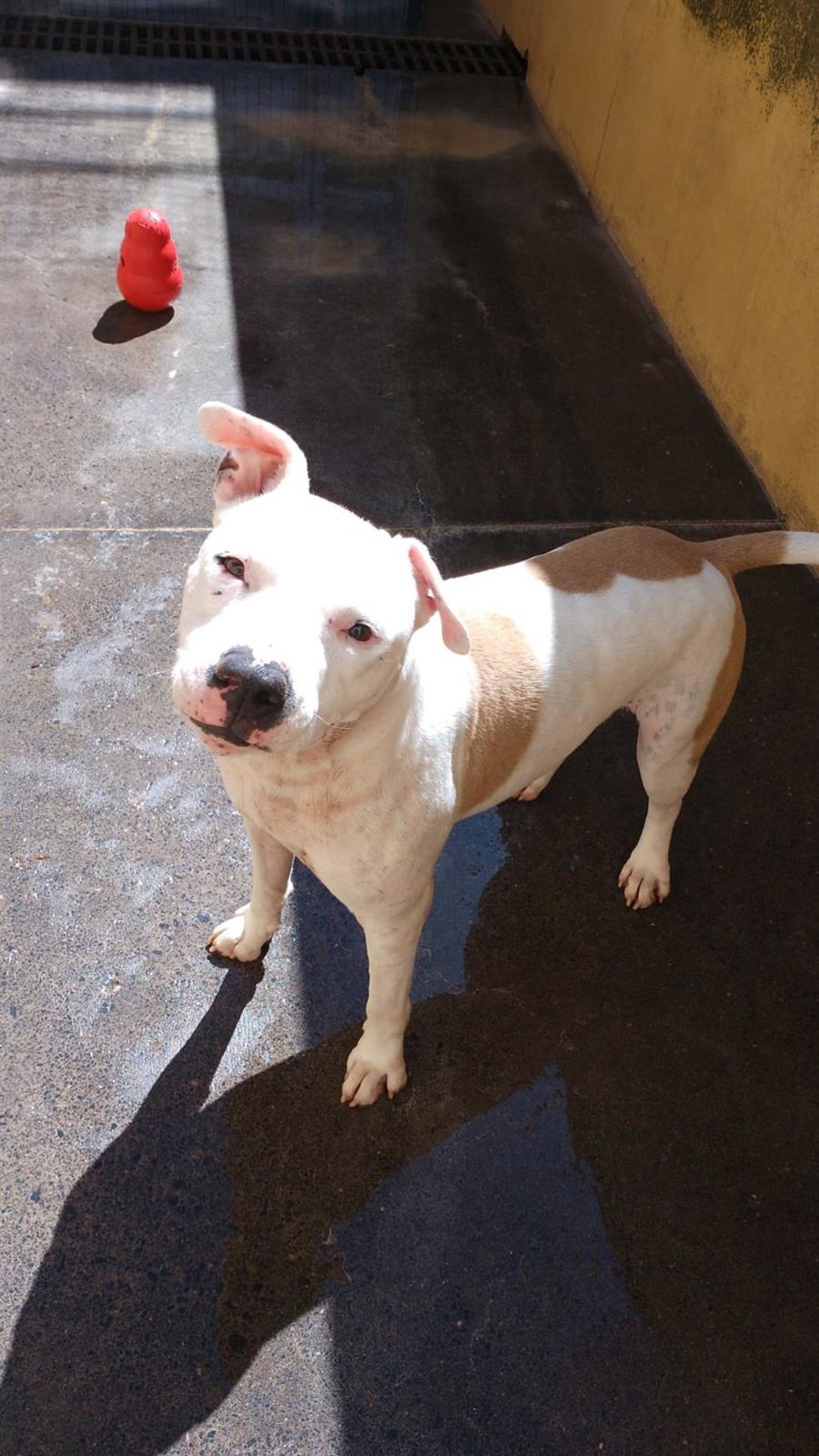 Denuncian a una joven en Tenerife por abandonar a su perro más de cinco meses