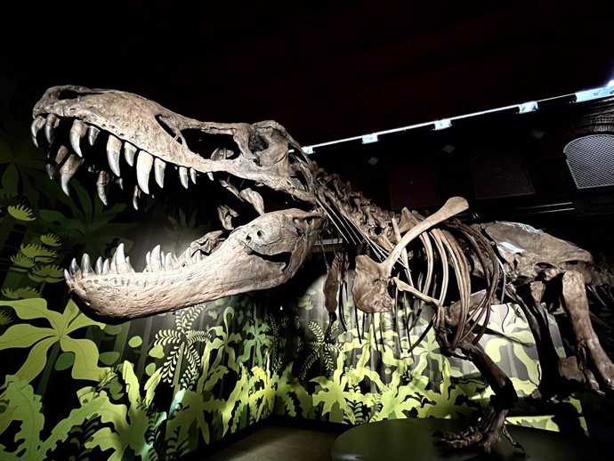 Un terópodo de seis metros que vivió hace 130 millones de años, gran protagonista de la exposición.