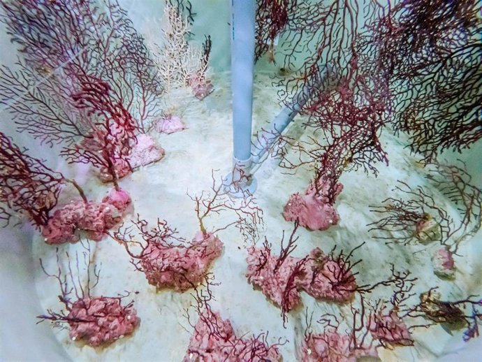 Corales procedentes de Castelló que han ingresado en el Oceanogrfic