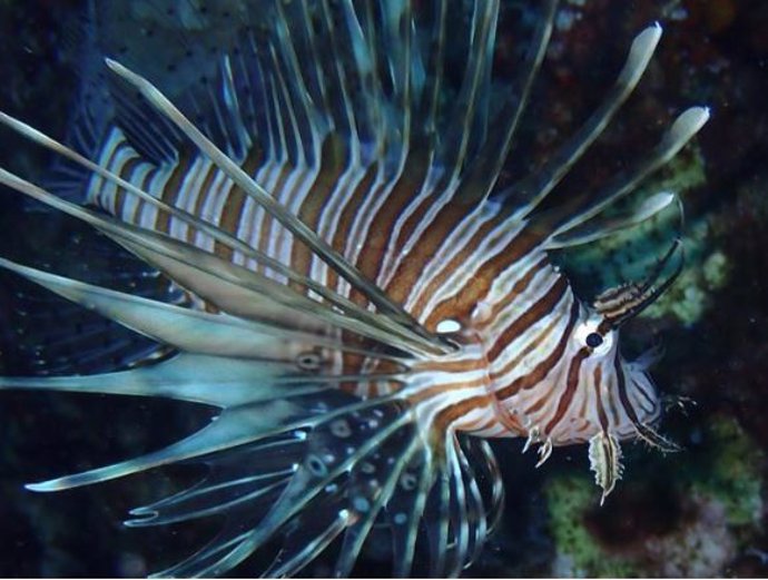 Pez león (Pterois miles) fotografiado en Grecia.