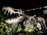 Foto: 'El cazador jorobado de Cuenca', un dinosaurio que vivió hace 130 millones de años protagoniza una muestra en Alcalá