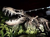 Foto: Argentina.- 'El cazador jorobado de Cuenca', un dinosaurio que vivió hace 130 millones de años protagoniza una muestra en Alcalá