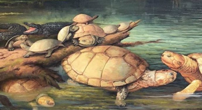 Recreación de las tortugas gigantes descubiertas en Socha, Boyacá, de la especie Puentemys mushaisaensis.